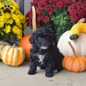 Betty, Yorkie Poo Puppy