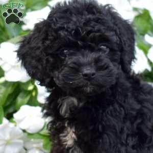 Betty, Cavapoo Puppy