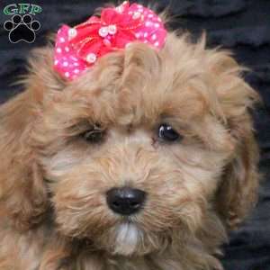 Betty, Cavapoo Puppy