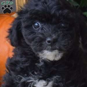 Betty, Yorkie Poo Puppy