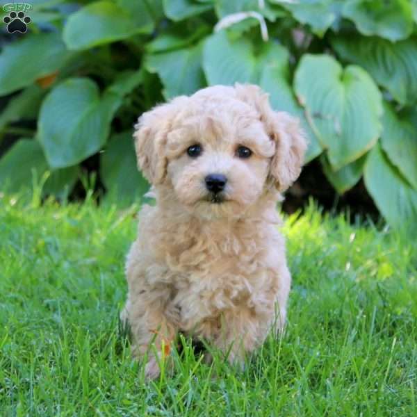 Beverly, Bich-Poo Puppy