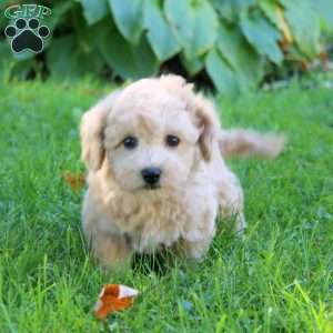 Beverly, Bich-Poo Puppy