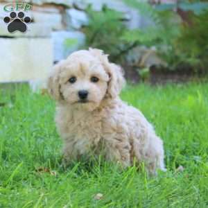 Beverly, Bich-Poo Puppy