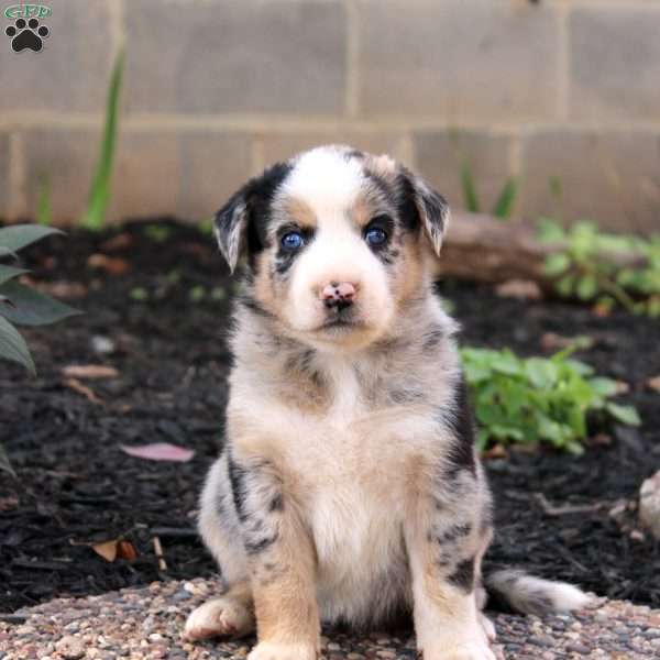 Bia, Border Collie Mix Puppy
