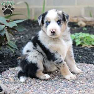 Bia, Border Collie Mix Puppy