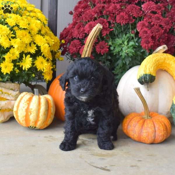 Bindi, Yorkie Poo Puppy