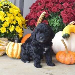 Bindi, Yorkie Poo Puppy