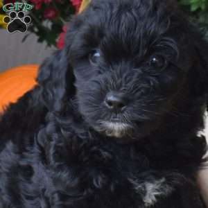 Bindi, Yorkie Poo Puppy