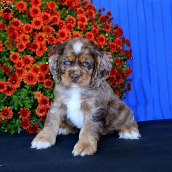Bingo, Cocker Spaniel Puppy