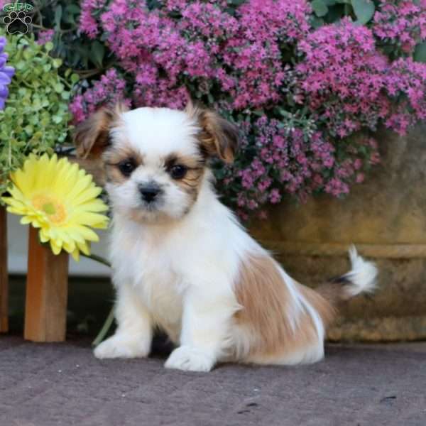 Bingo, Shih Tzu Mix Puppy