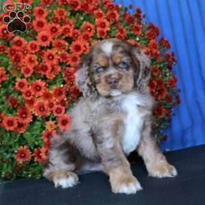 Bingo, Cocker Spaniel Puppy
