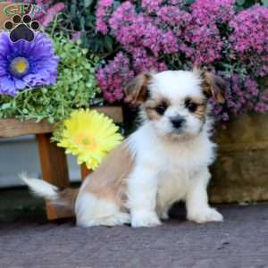 Bingo, Shih Tzu Mix Puppy