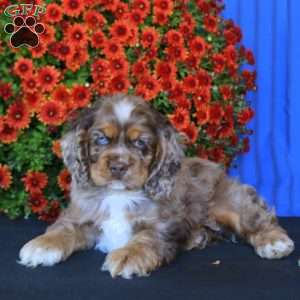Bingo, Cocker Spaniel Puppy
