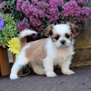Bingo, Shih Tzu Mix Puppy