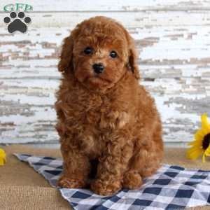 Bingo, Toy Poodle Puppy