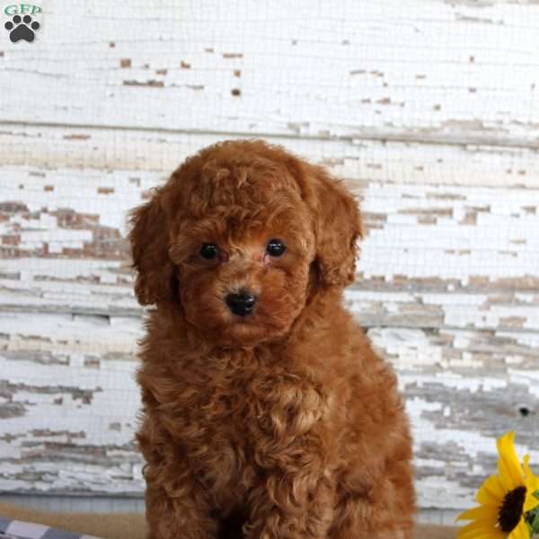 Bingo, Toy Poodle Puppy