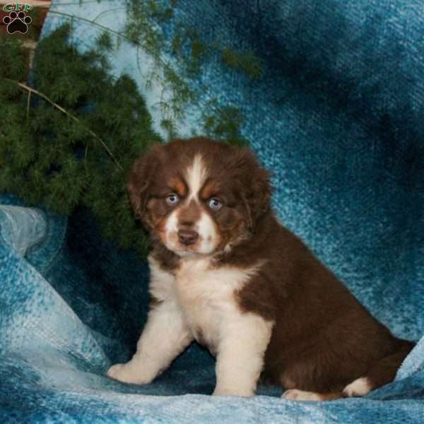 Birdie, Miniature Australian Shepherd Puppy