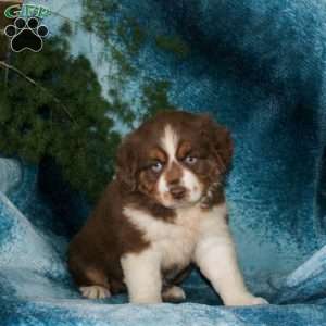 Birdie, Miniature Australian Shepherd Puppy