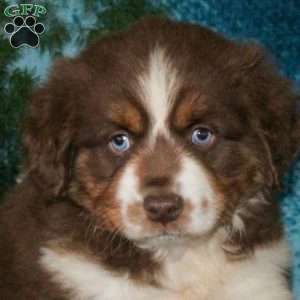 Birdie, Miniature Australian Shepherd Puppy