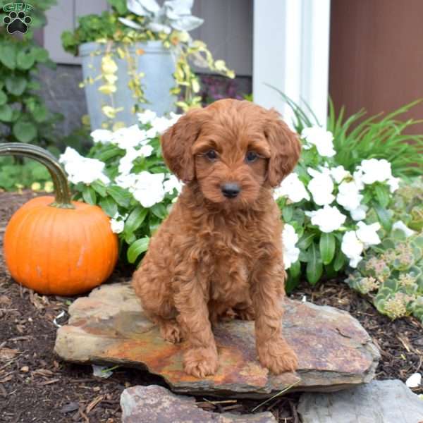 Biscuit, Cavapoo Puppy