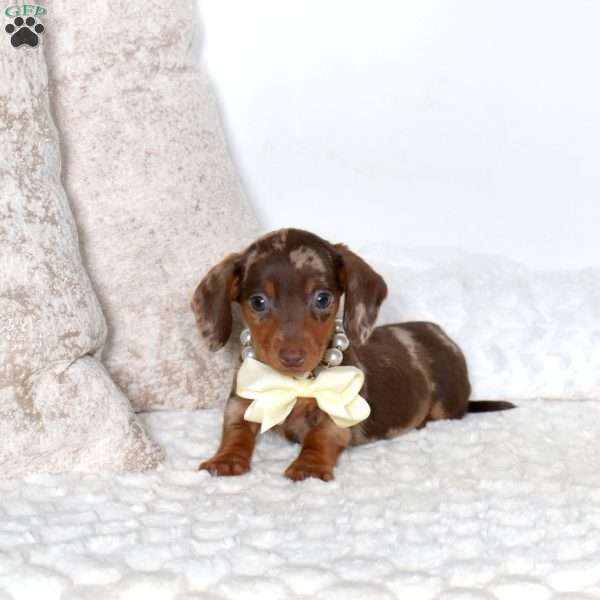 Biscuit-Mini, Dachshund Puppy