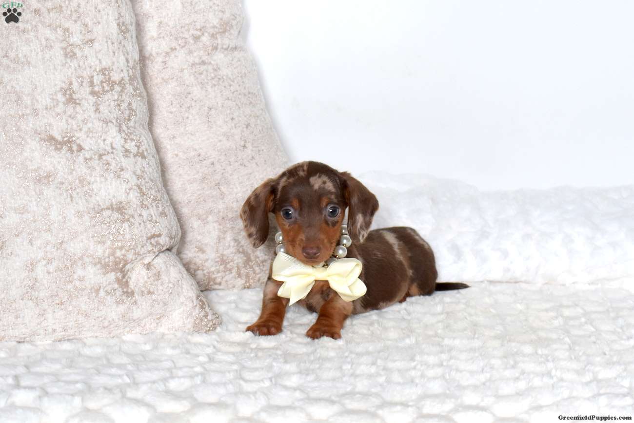 Biscuit-Mini