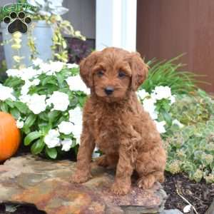 Biscuit, Cavapoo Puppy