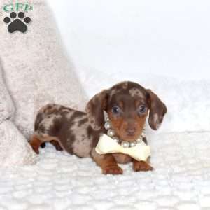 Biscuit-Mini, Dachshund Puppy