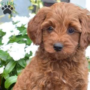 Biscuit, Cavapoo Puppy