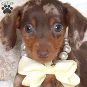 Biscuit-Mini, Dachshund Puppy