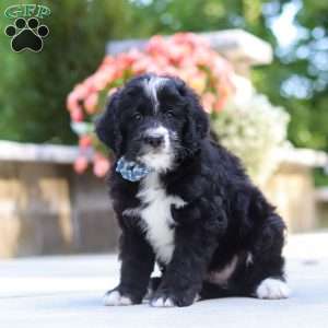 Blake, Bernedoodle Puppy