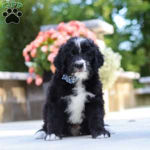 Blake, Bernedoodle Puppy