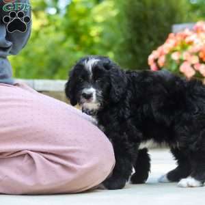 Blake, Bernedoodle Puppy
