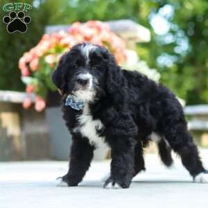 Blake, Bernedoodle Puppy