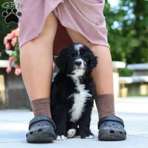 Blake, Bernedoodle Puppy