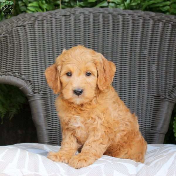 Blake, Mini Goldendoodle Puppy