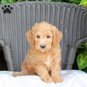 Blake, Mini Goldendoodle Puppy