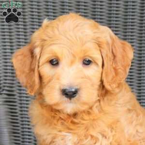 Blake, Mini Goldendoodle Puppy