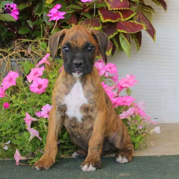 Blake, Boxer Puppy