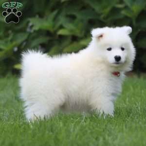 Blake, Samoyed Puppy