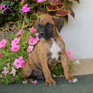 Blake, Boxer Puppy