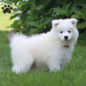 Blake, Samoyed Puppy