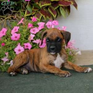 Blake, Boxer Puppy