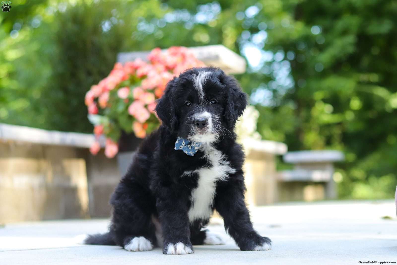 Blake, Doodle / designer cross