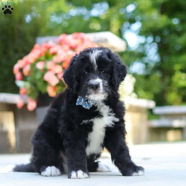 Blake, Bernedoodle Puppy