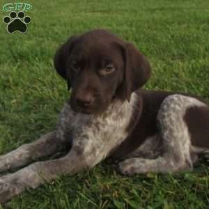 Blake, German Shorthaired Pointer Puppy