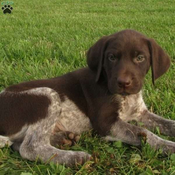Blake, German Shorthaired Pointer Puppy