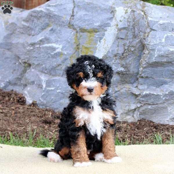 Blaze, Mini Bernedoodle Puppy