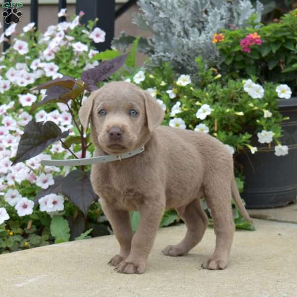 Blaze, Silver Labrador Retriever Puppy