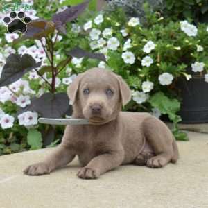 Blaze, Silver Labrador Retriever Puppy